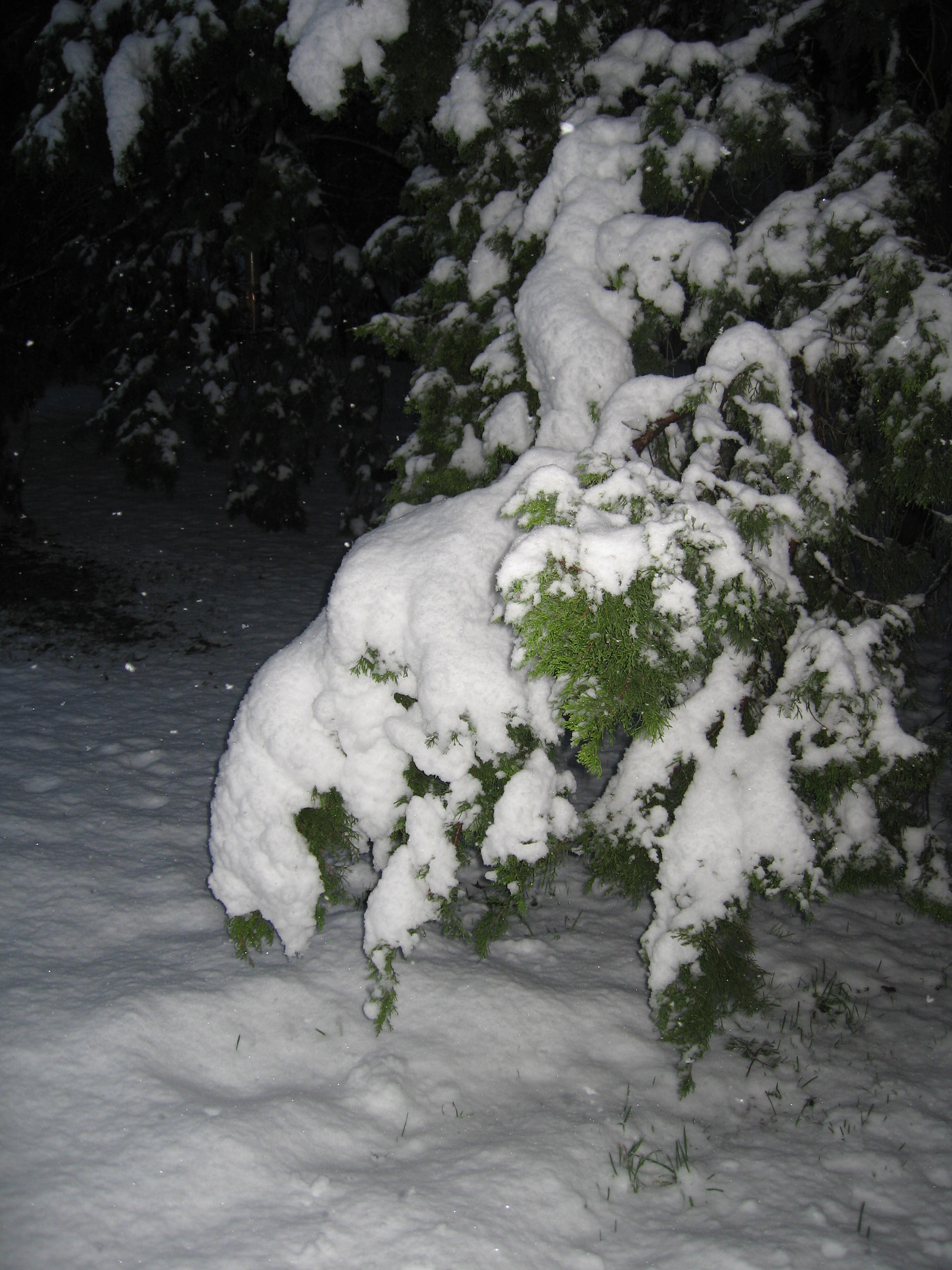 10.02.11 cedar hill snow scenes 040